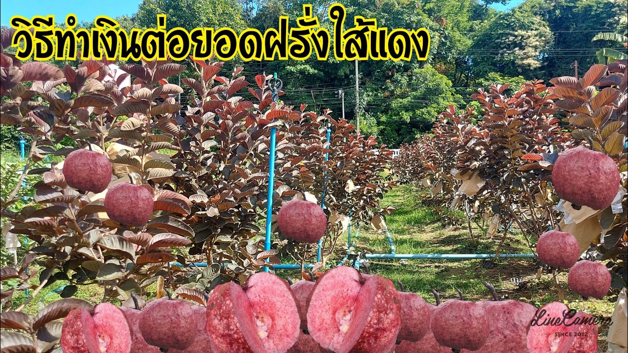 เผยเคล็ดลับต่อยอดธุรกิจฝรั่งใส้แดง#เกษตรอินทรีย์