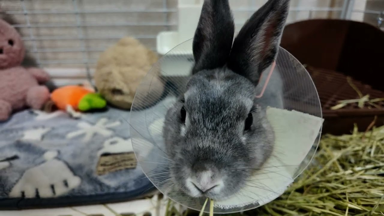 エリザベスカラー邪魔だけど頑張るうさぎさん🐰