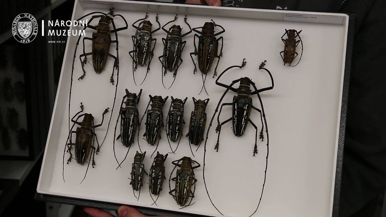 Entomologické sbírky v Národním muzeu
