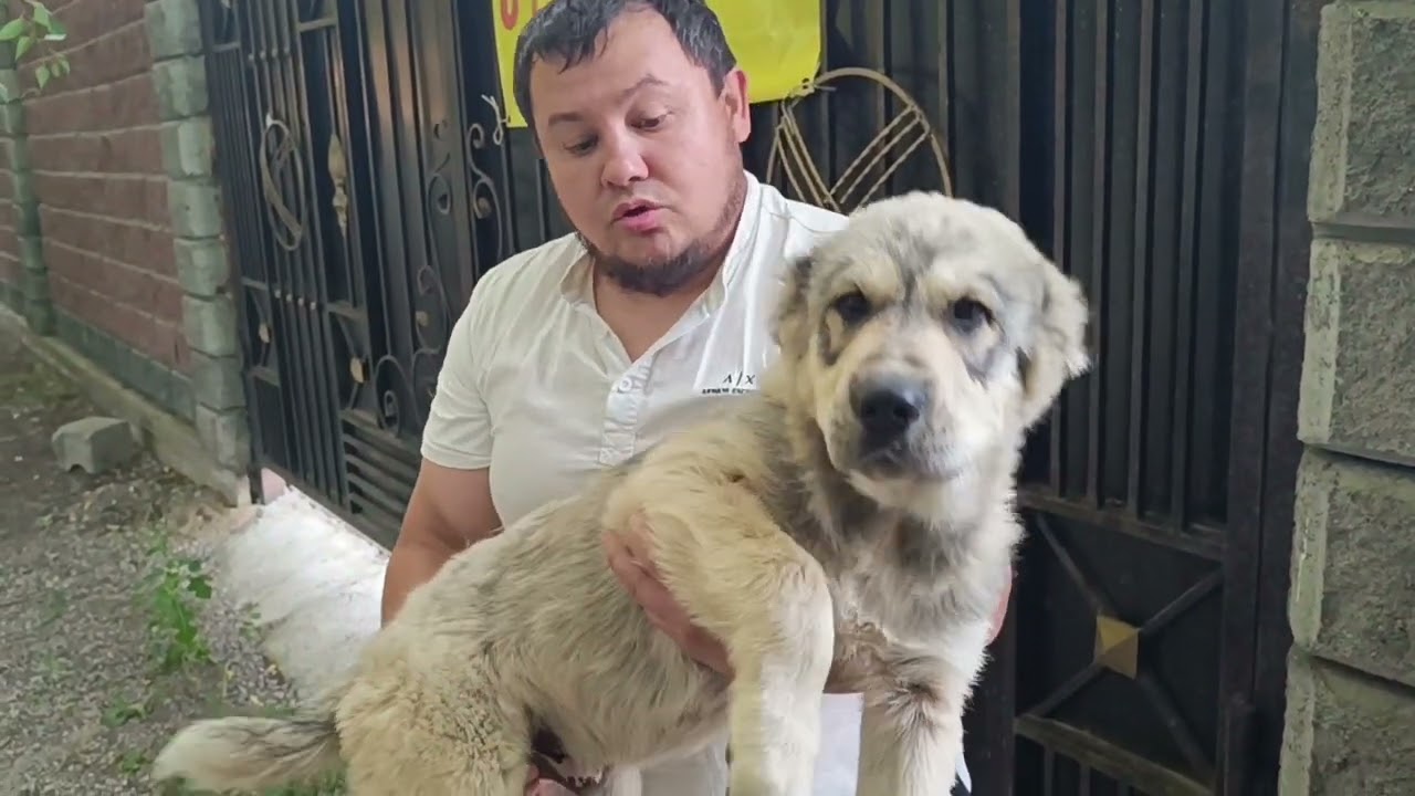 Отличный пример Тобета и САО. Удачно приехали щенки от САО сравнили с щенком Тобета.