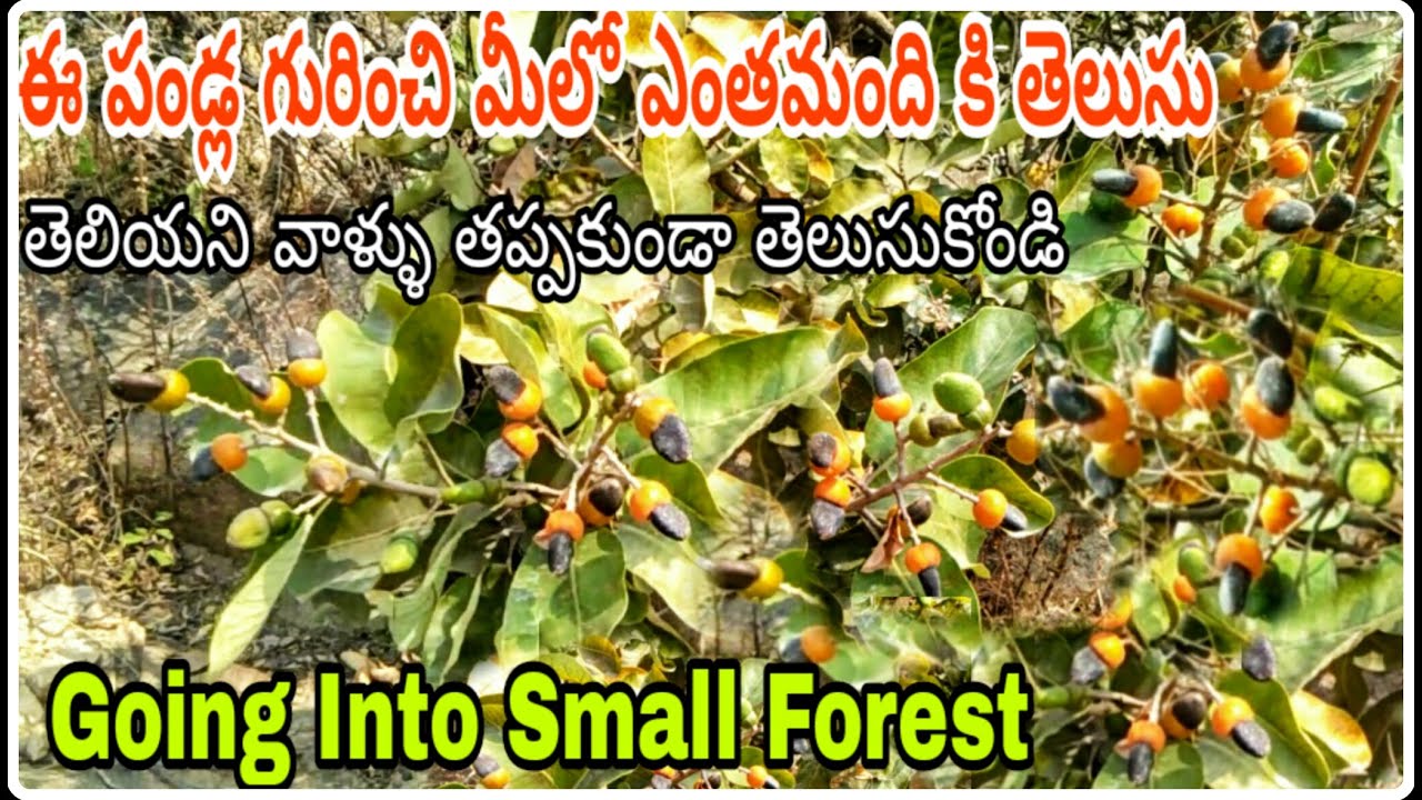 Going into small forest in telugu || Do you know this Jeedi fruits|| Chandu the traveller