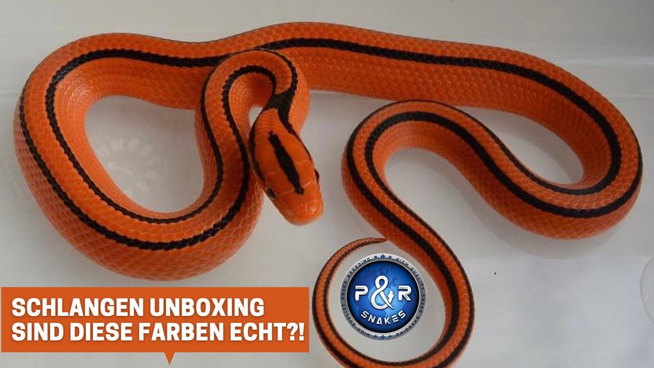 UNGLAUBLICHE Farben dieser Nattern - seid beim Unboxing live dabei ! Reptivlog 8
