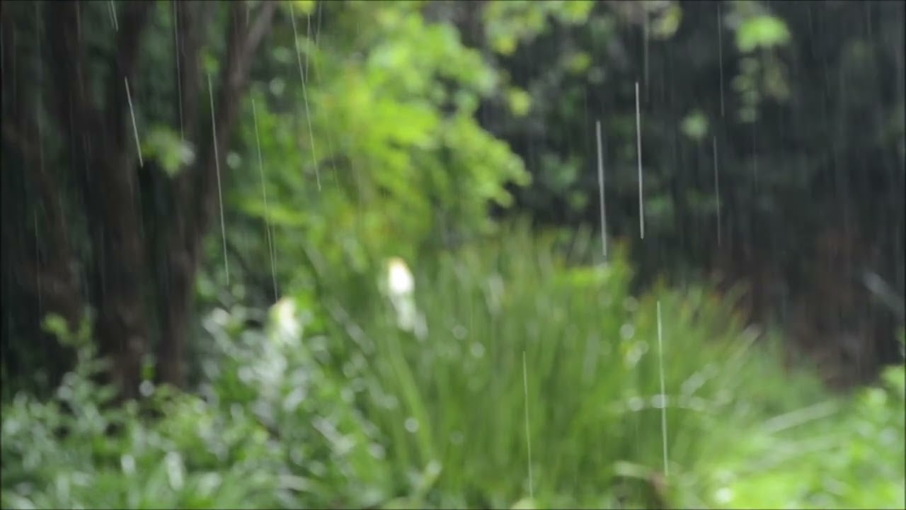Leichter Regen fällt auf Blätter im Wald | Naturgeräusche ohne Musik | Regengeräusche zum Schlafen