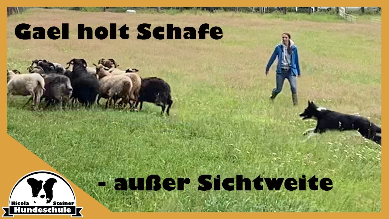 Rasantes H&uuml;ten & Outrun: Border Collie Gael holt Schafe au&szlig;er Sichtweite - erstes Mal | H&uuml;tehund #8
