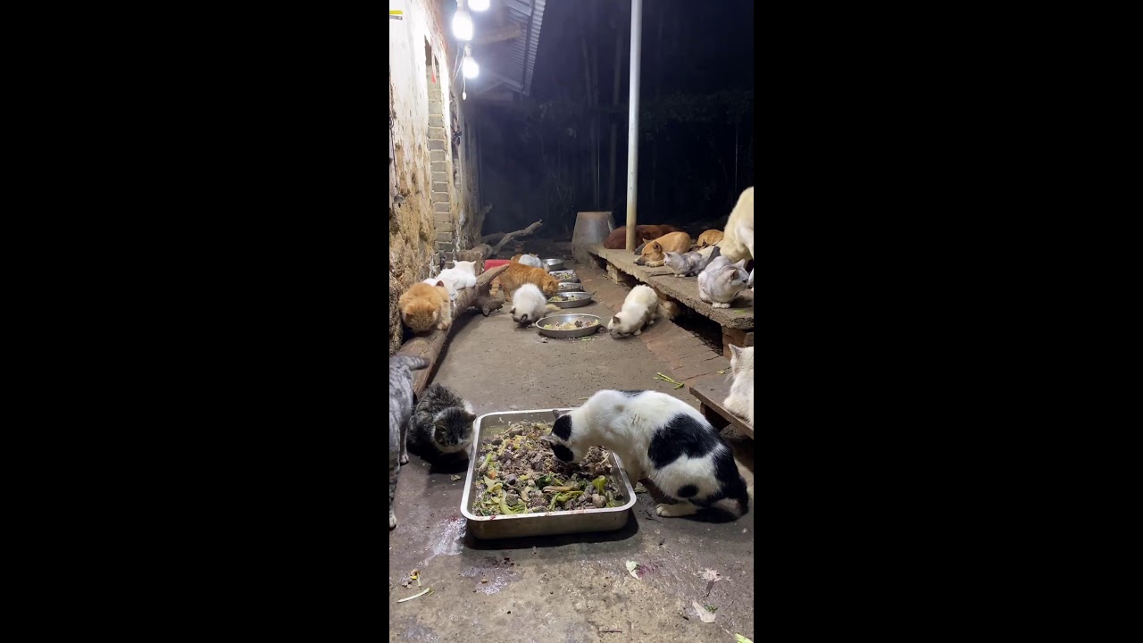 🔴 LIVE：🔥深夜治愈局！养狗日常直播|🔥Live: Daily Life with My Dog - Cute Moments Non-Stop