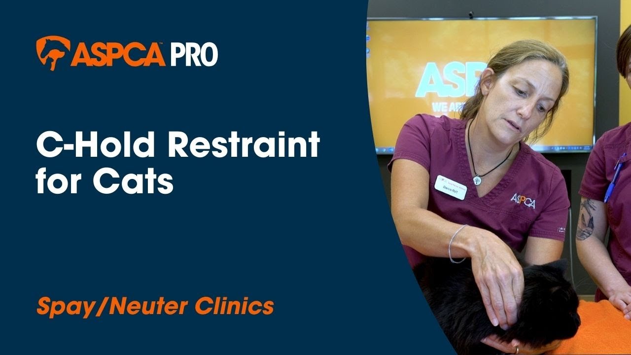 Spay/Neuter Gentle Animal Handling: C-Hold Restraint for Cats