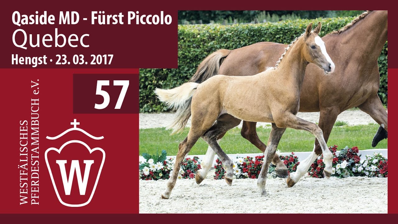 57 Quebec  Hengst v. Qaside MD - F&uuml;rst Piccolo