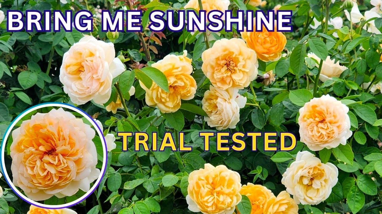 David Austin Roses ‘Bring Me Sunshine’ // Trial Tested for Real Gardens, Real Results 😜👍👏