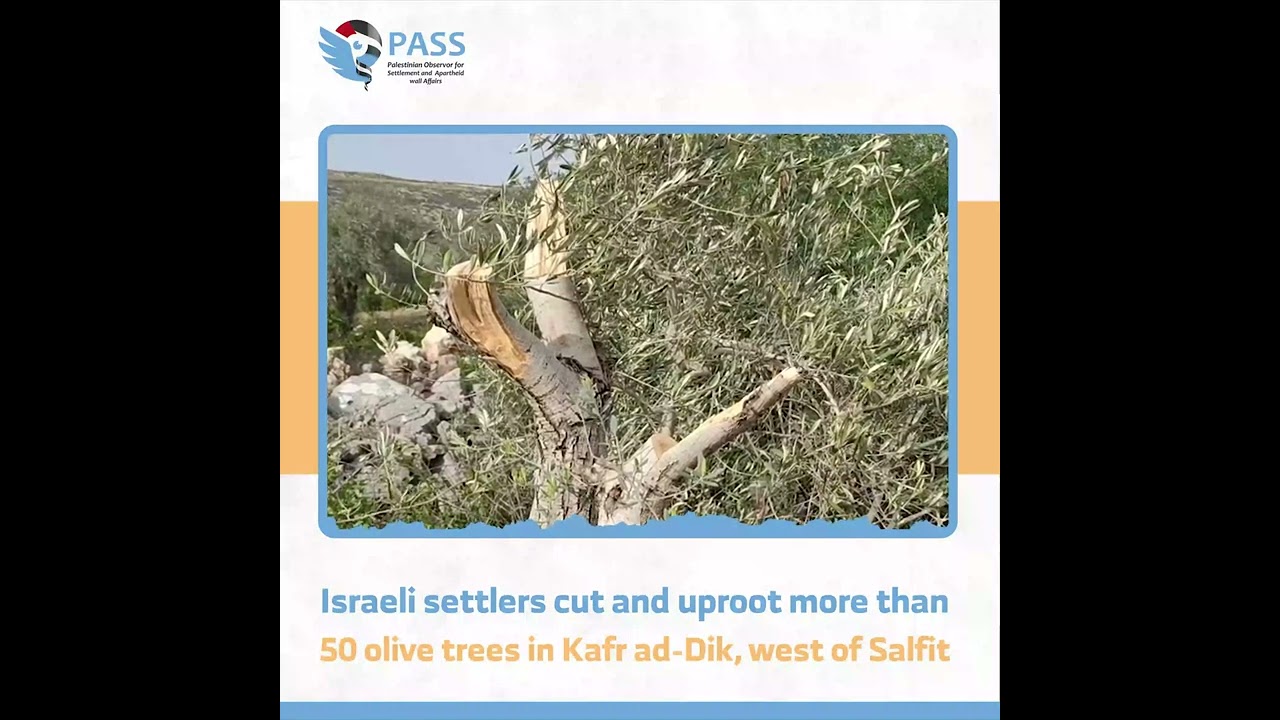 Israeli settlers cut and uproot more than 50 olive trees in Kafr ad-Dik, west of Salfit