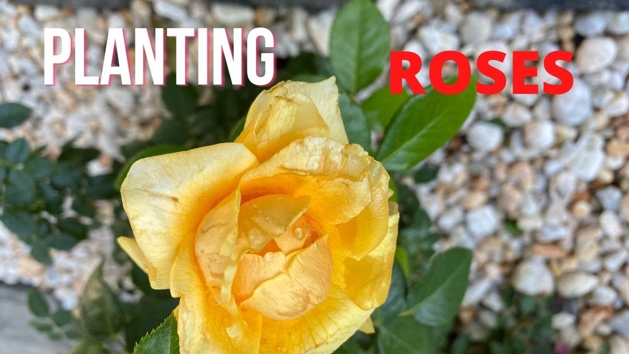Planting Roses in Fall