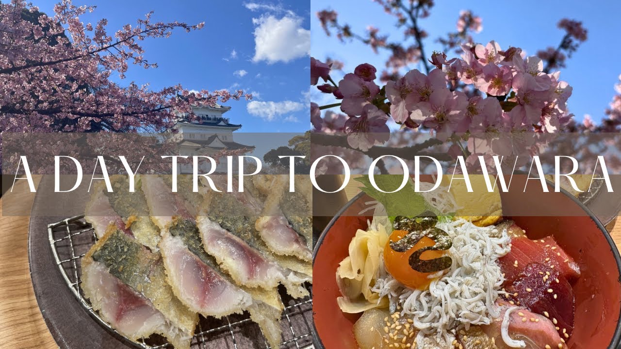 春の小田原🌸海鮮ランチと小田原城さんぽA Spring Day in Odawara | Castle Views & Fresh Seafood