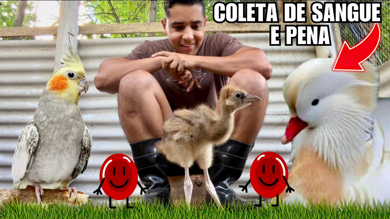 Como fazer exame de sexagem em calopsita | Coletando sangue de Grou Coroado | Pavoa | Aves Recriar