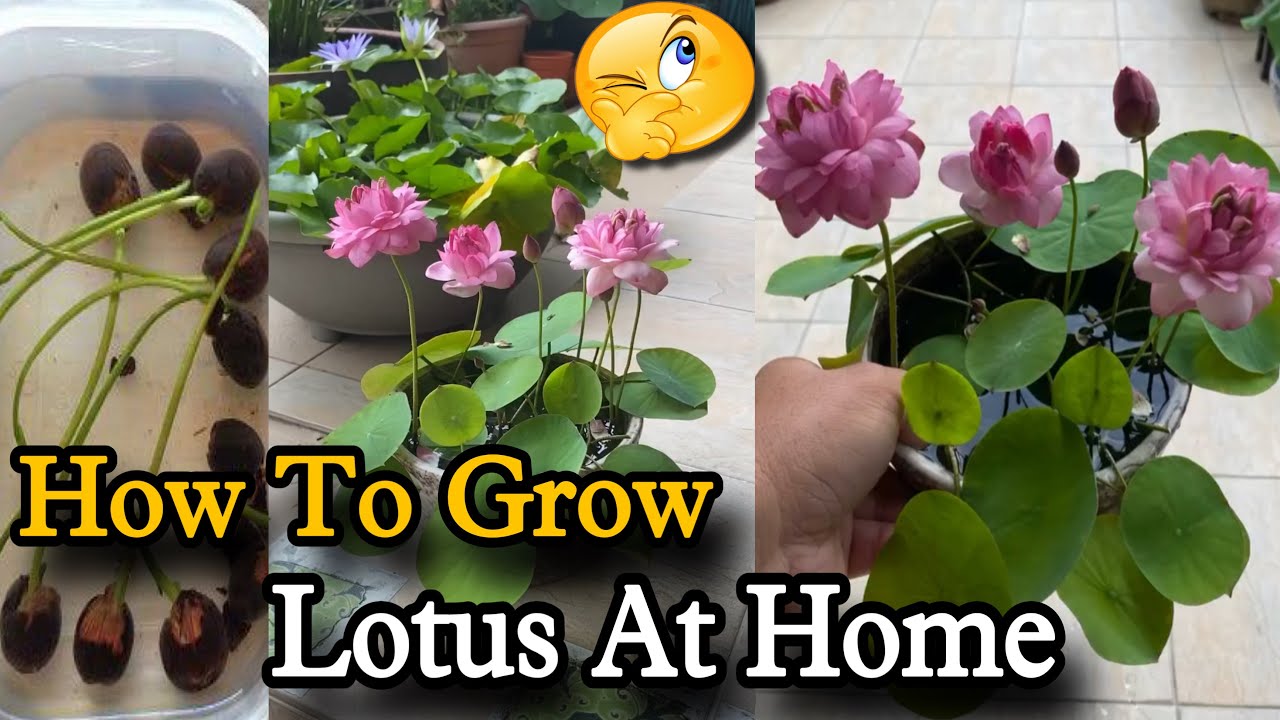 घर पर बीज से गमलों में कमल कैसे उगाए 😃 पूरी जानकारी | How To Grow Lotus At Home From Seed In Pot