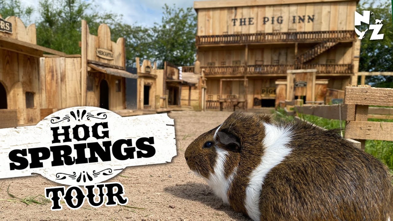 Guinea Pig Village Tour - Wild West Town - Hog Springs