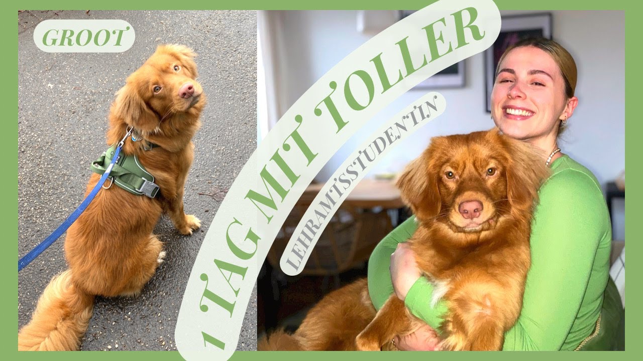 1 Tag mit Hund: Lehramtsstudium und Leben mit Nova-Scotia-Duck-Tolling-Retriever 'Groot' // Toller