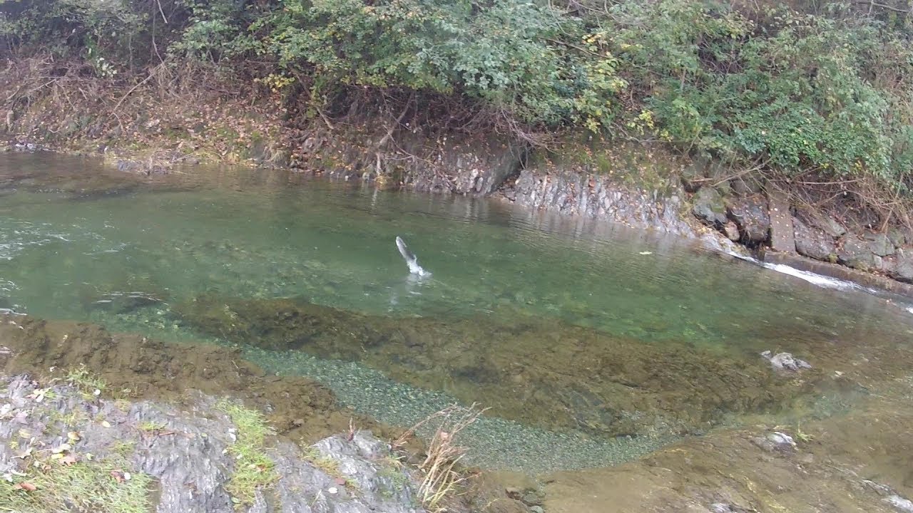 Piccoli streamer per grosse trote - Pesca a mosca - Fly fishing videos