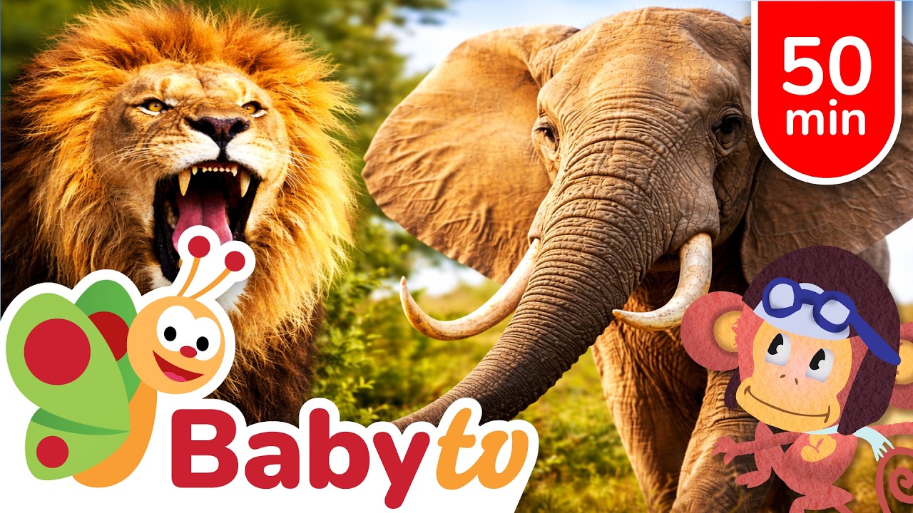 Datos Asombrosos de Animales | Aventuras Educativas para Niños @BabyTVSP