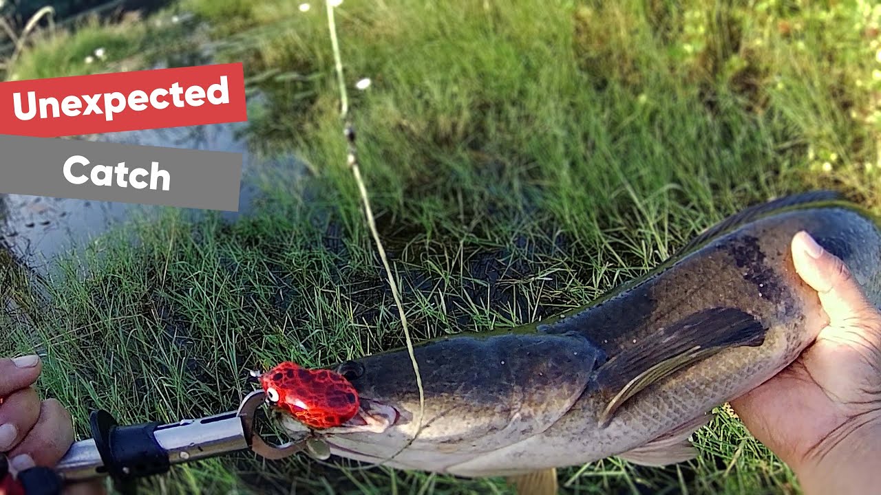 अचानक हुआ उम्मीद से भी बेहतर शिकार । lucana zookie frog🐸। Snakehead Fishing India 2022