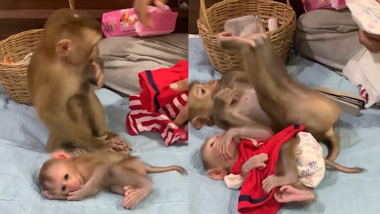Playful Big Monkey Meets Tiny Baby 🐒👶 | Cutest Family Chaos Ever