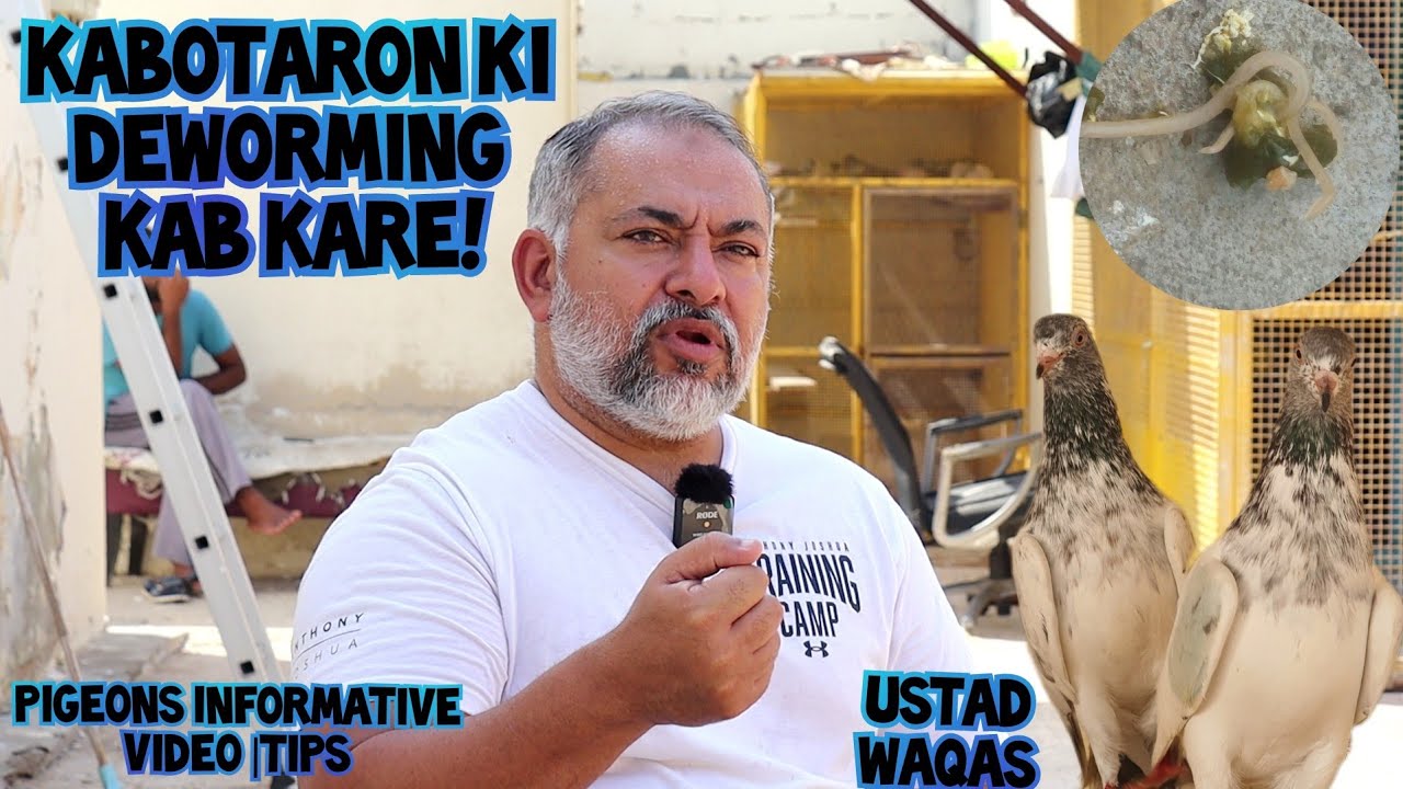 Ustad Waqas|Kabotaron Ki Deworming Kab Kare|Pigeons Deworming During Tournament|Informative Video
