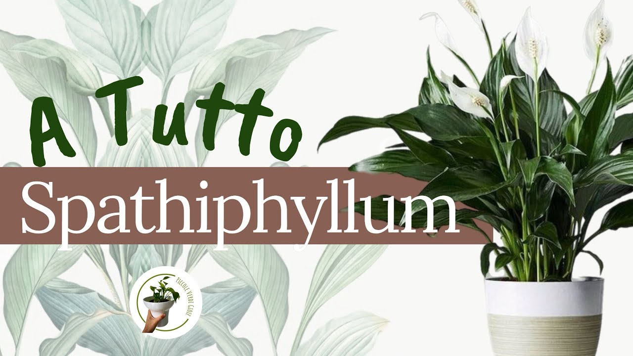 Spatifillo - cura e coltivazione | spathifyllum