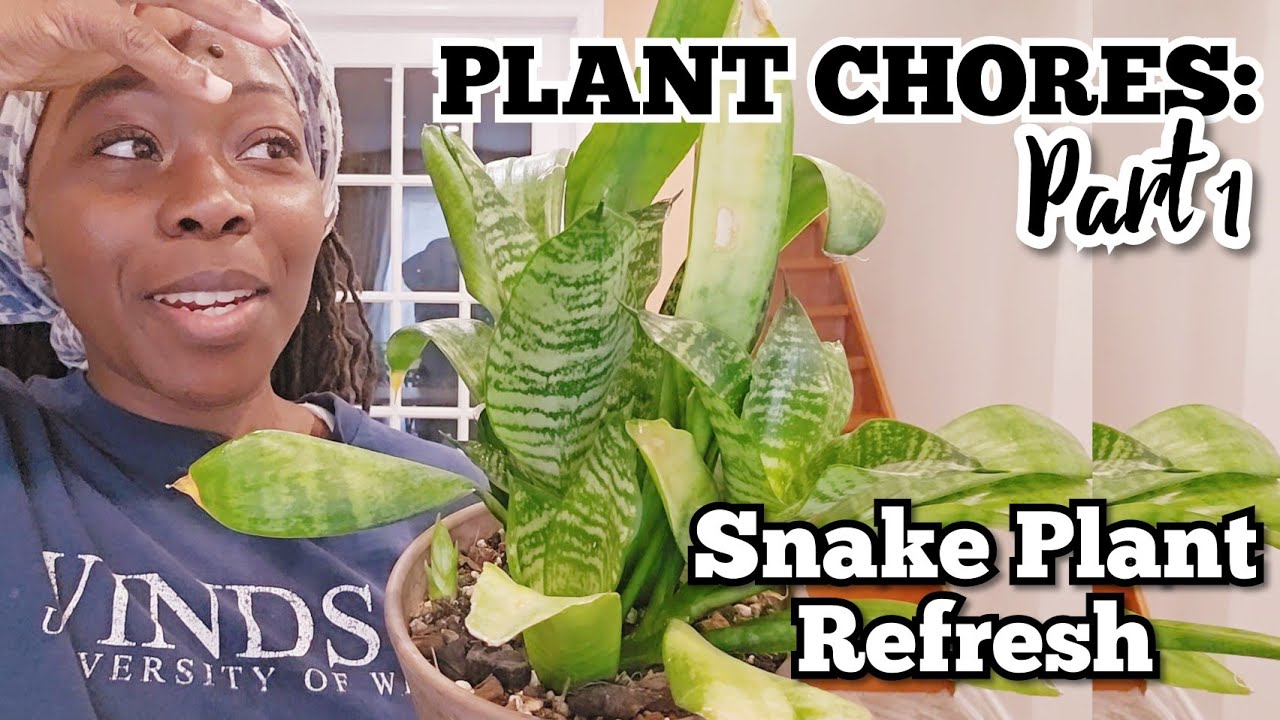 Sansevieria Refresh: Give Your Snake Plant a New Look! | Plant Chores | Part 1