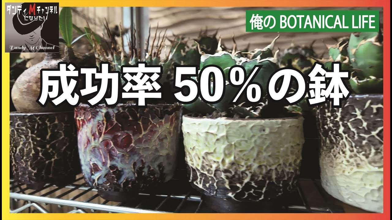 希少価値！　小石原焼の陶器鉢は数少なく　その中でも焼き上がり成功率50％の鉢紹介します