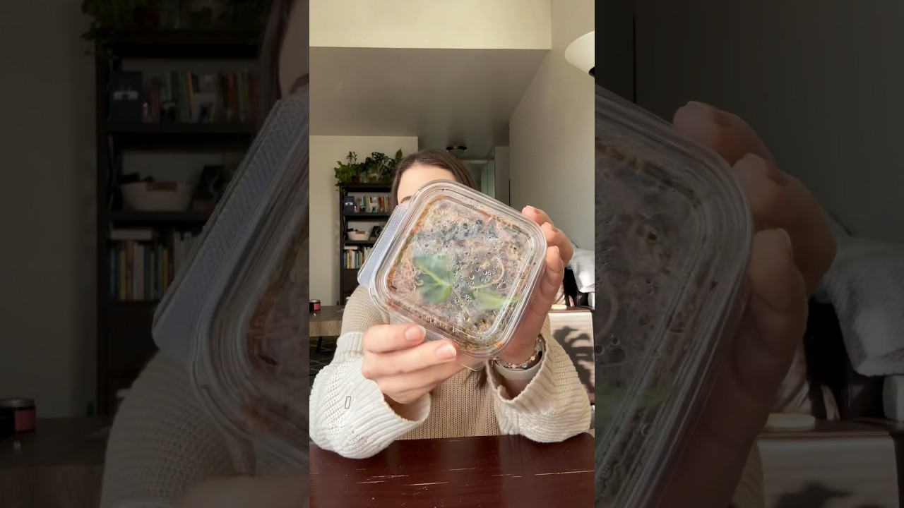 Checking In On My Propagation Box #plantcare #houseplants #propagation