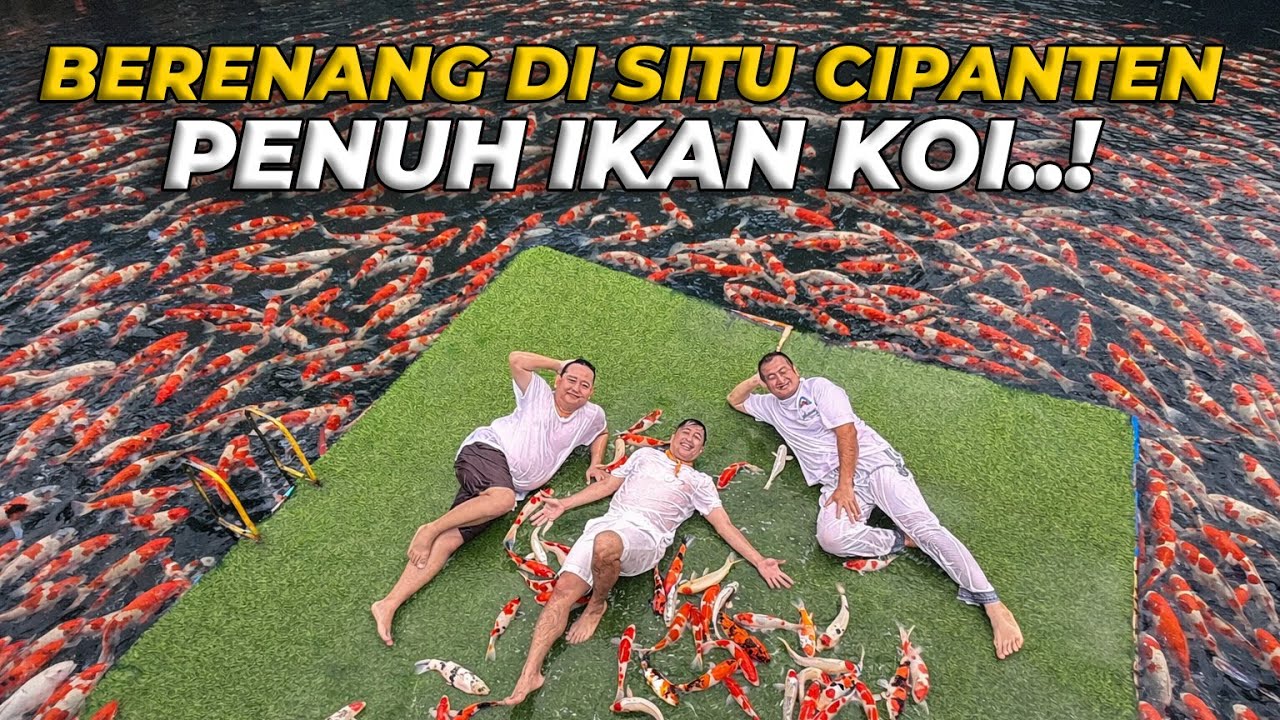PERTAMA KALI..! BERENANG BERSAMA RIBUAN IKAN KOI DI SITU CIPANTEN MAJALENGKA..!
