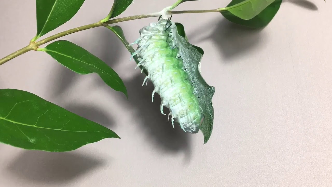 Attacus Atlas Guyancourt 2019