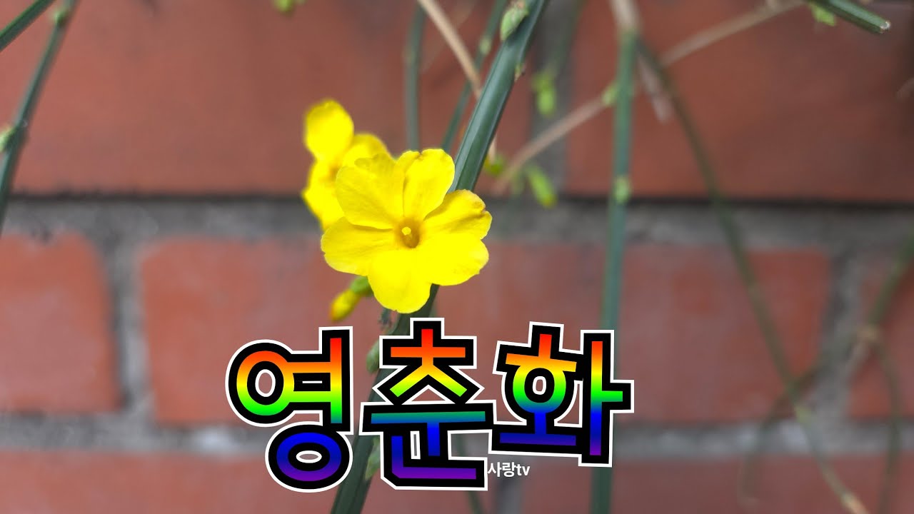 영춘화 (어사화)꽃말은 새출발  희망 입니다 어사화 임금님께서 하사 하신 종이로 만든 꽃이라 하죠 