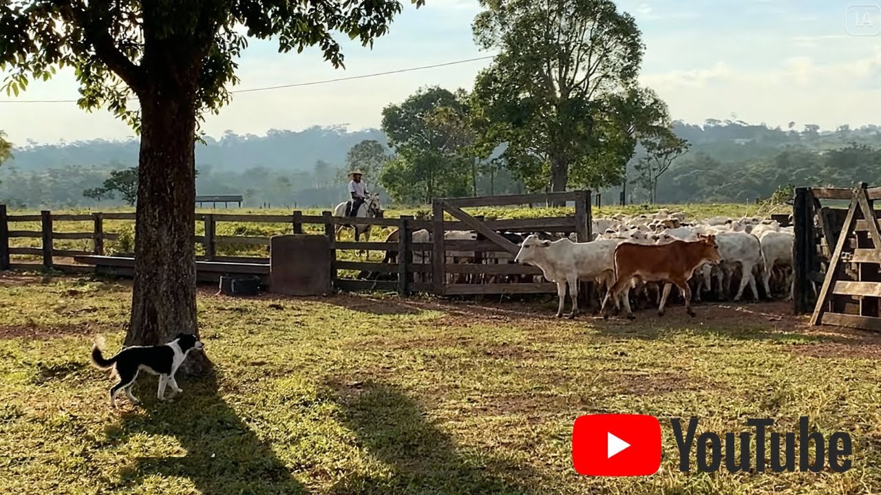 PRESSÃO TOTAL COM BORDER COLLIE! 😱 Thor, Reck e Sadan Quebrando a Bezerrada na Lida!