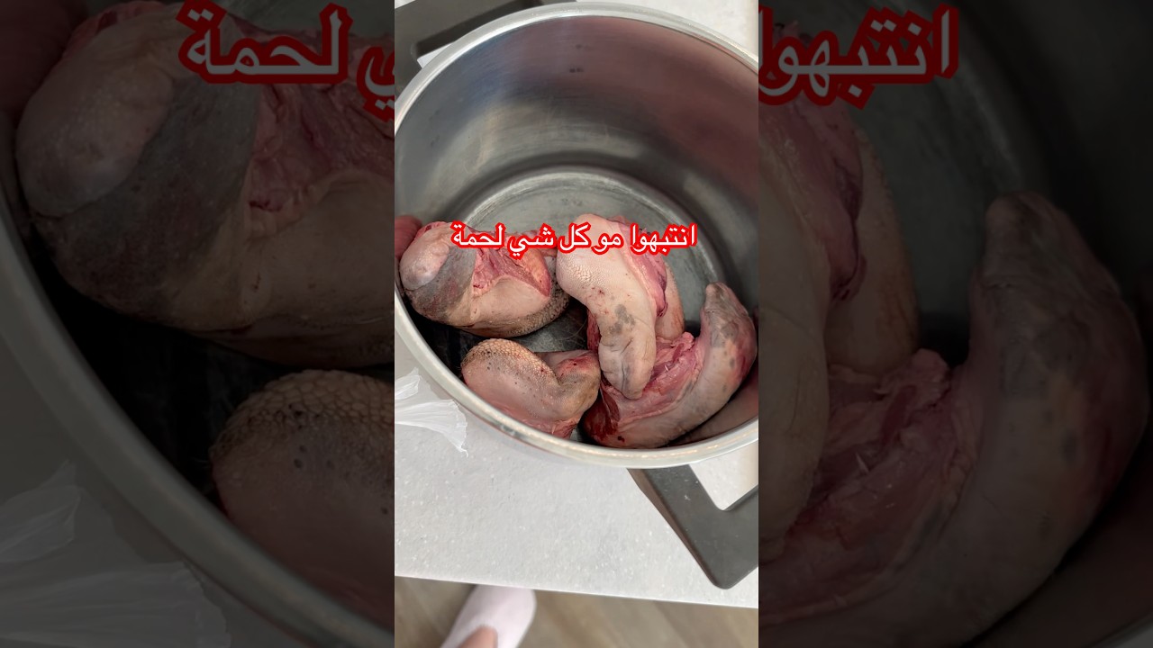 مين اكل لسانات الخاروف 👅👅🐏