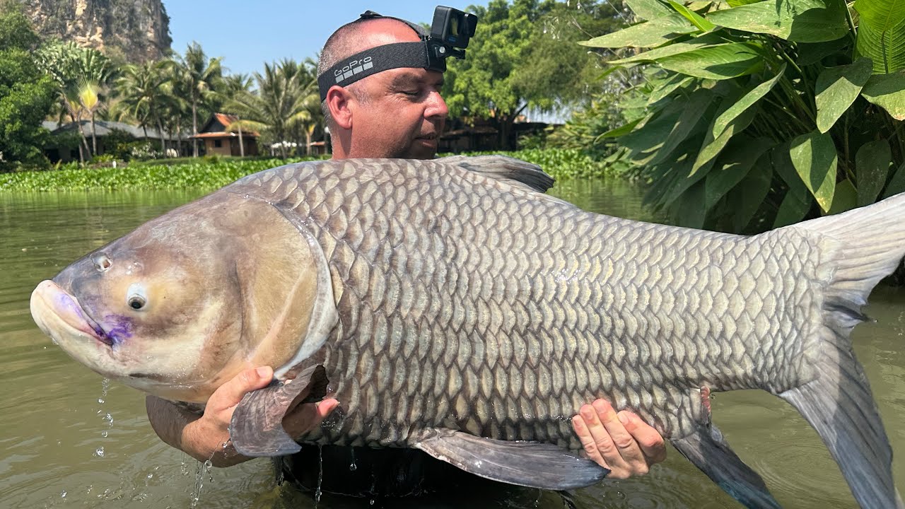 170lbs arapaima & 95lbs Siamese ​​@ Jurassic mountain fishing resort Thailand Feb24 2