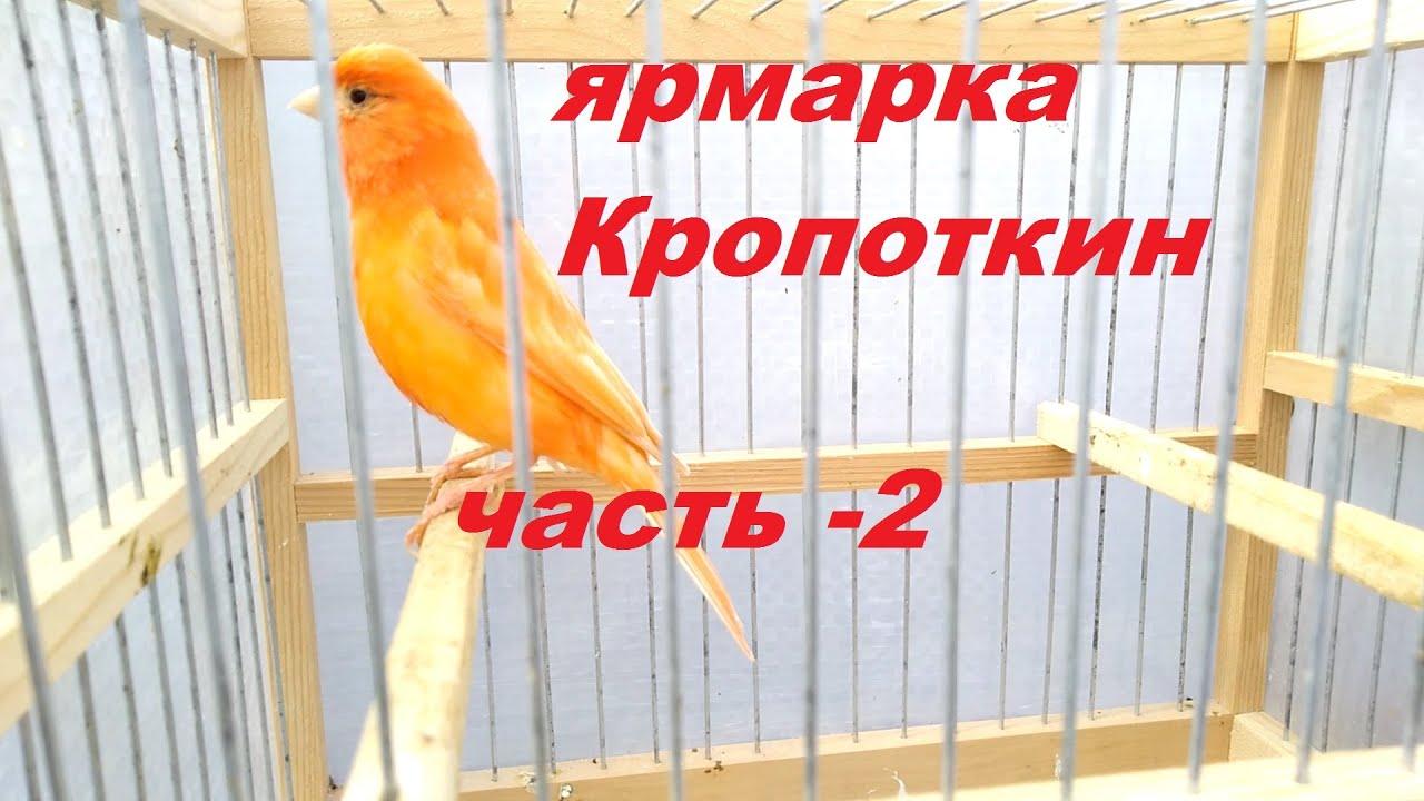 Ярмарка Кропоткин28.03.21г,часть-2. Редкие виды канареек