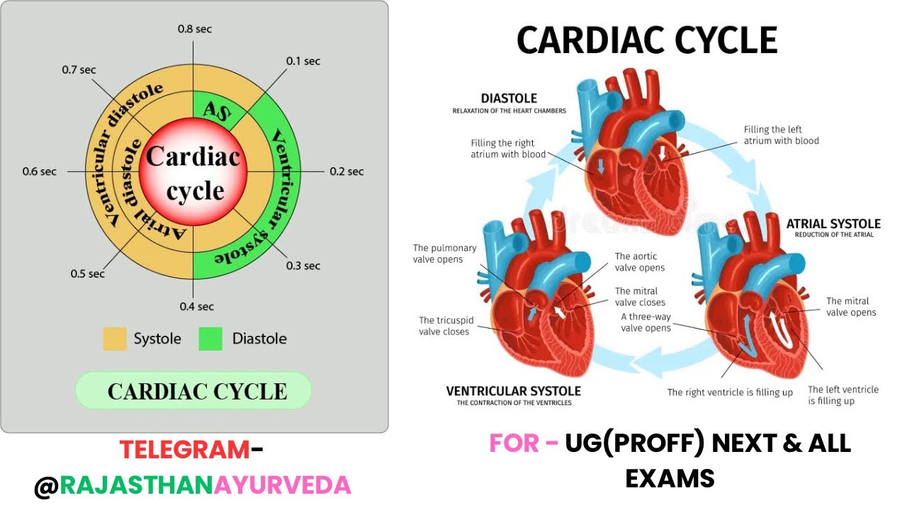 Cardiac Cycle Physiology In Hindi And English For Ug, NeXT And All Exams