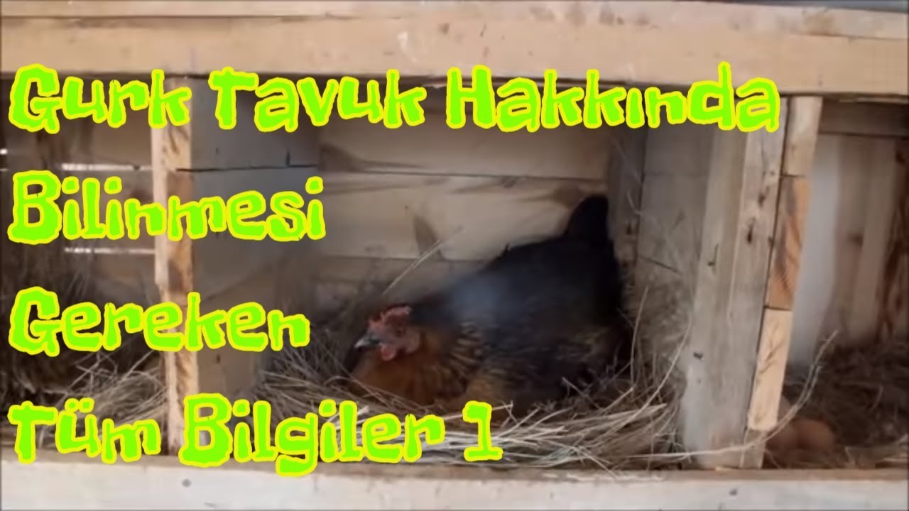Tavuğum Gurk Oldu Ne Yapmalıyım? (1)