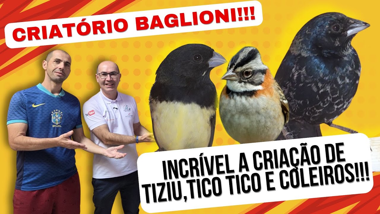É IMPRESSIONANTE VER TIZIU CRIANDO EM AMBIENTE DOMÉSTICO!!!