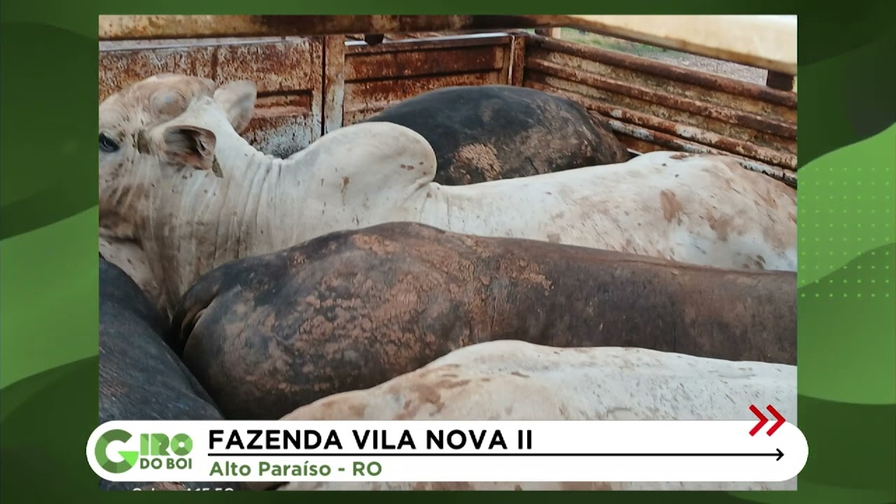 FAZENDA EM RONDÔNIA USA RUZIZIENSIS PARA SILAGEM NA PRODUÇÃO DO BOI GORDO