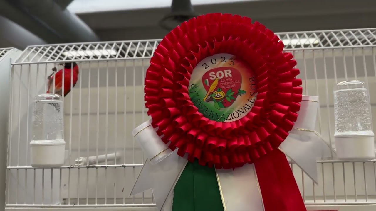 International SOR Modena 2025 part 2