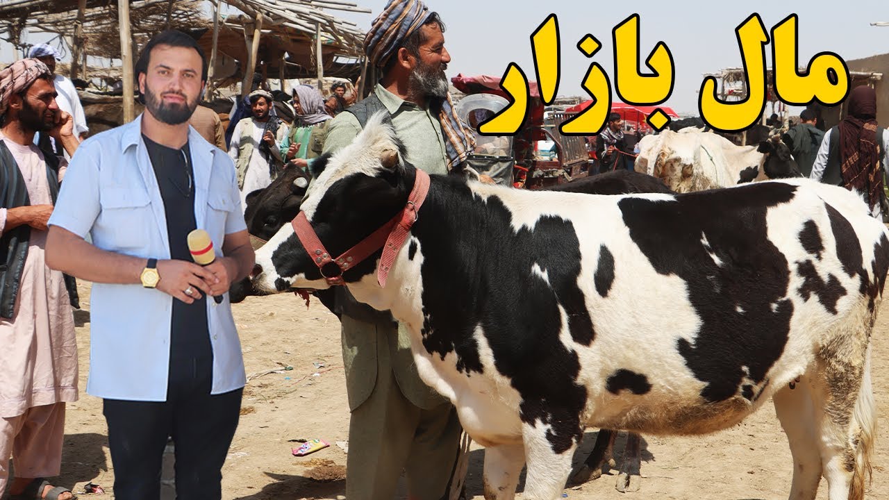 گزارش ندیم: مال بازار،قیمت گوسفند،گاو زراعتی، گوساله، شهر مزار شریف،کمک هموطن به نیازمندانafghan mic