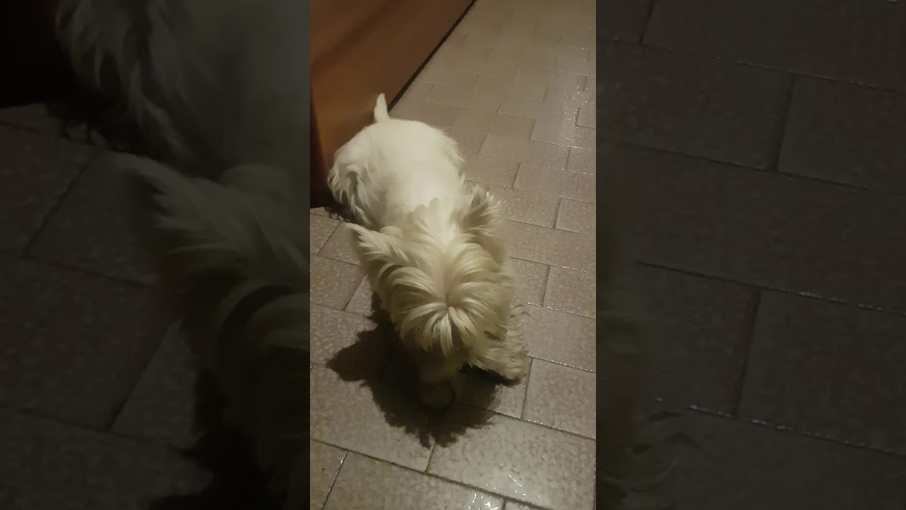 West highland White terrier imita il siuuu di Cr7!
