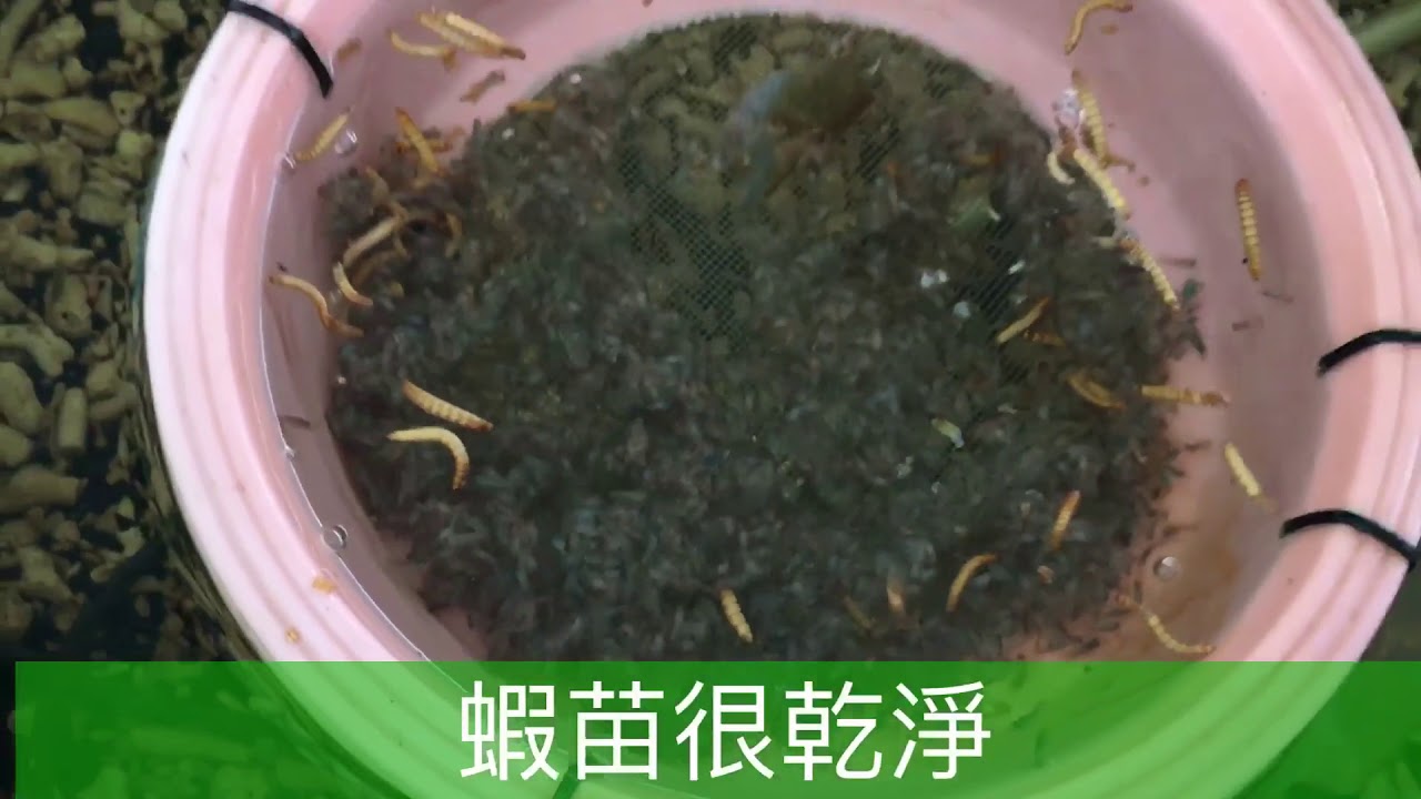 黑頭苗採集 龙虾宴～養蝦樂趣多系列