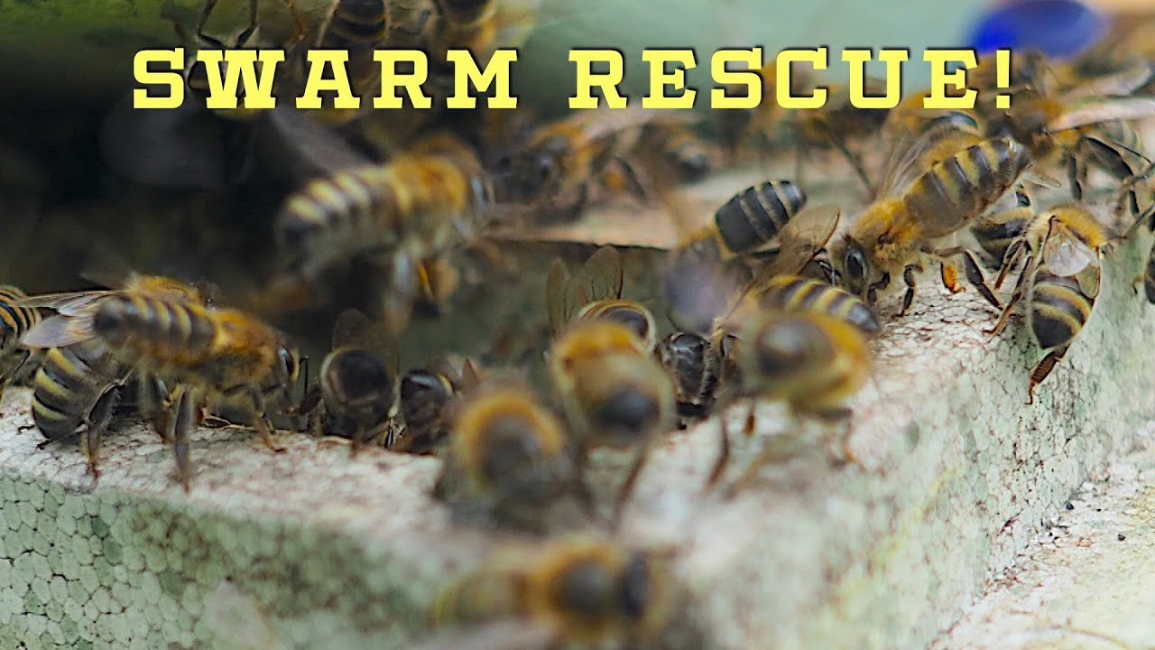 Urgent Bee Swarm Rescue in Woodland Near Grove, Oxfordshire