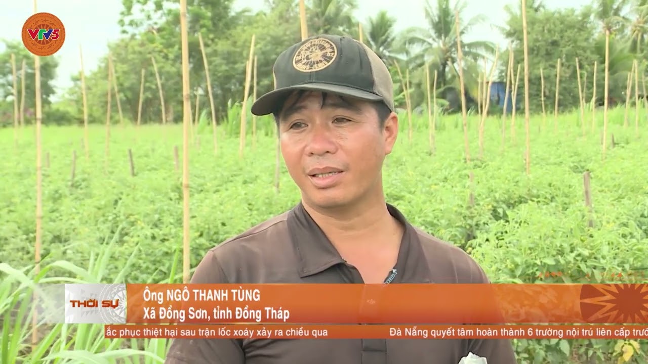 TRỒNG TRỌT RAU MÀU KHI XÂM NHẬP MẶN | VTV5