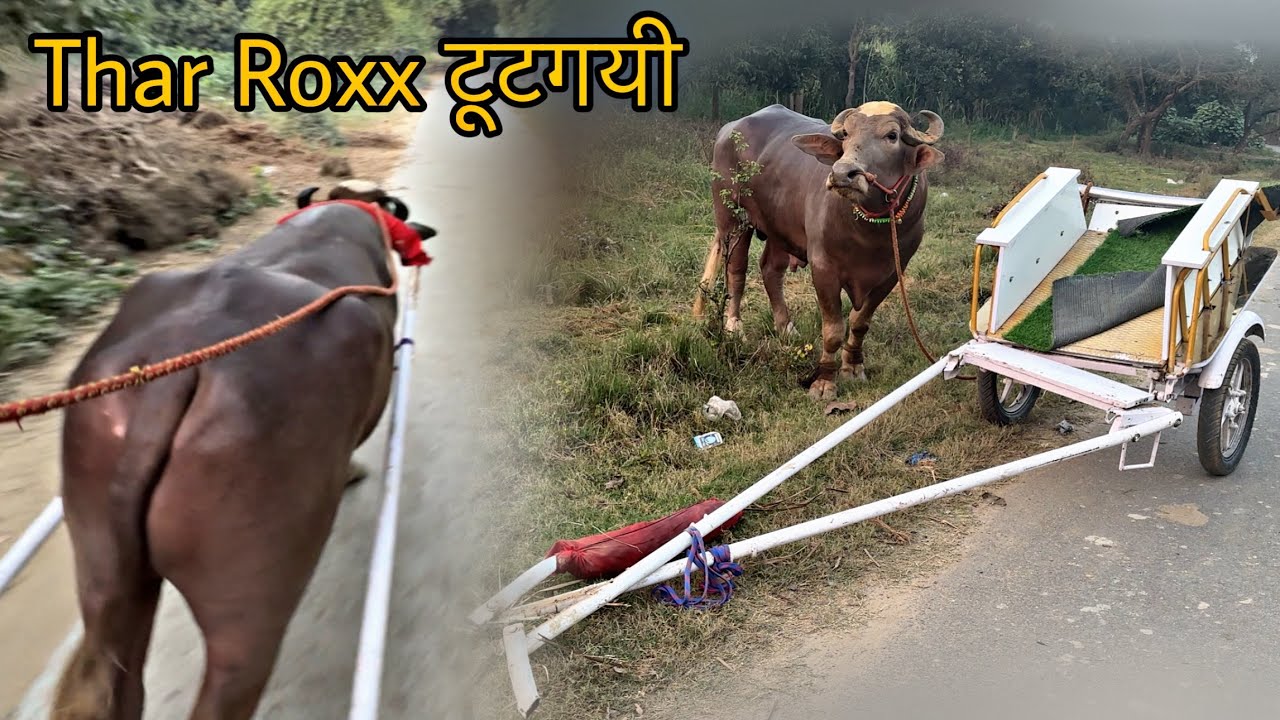 Sultan ne Thar Roxx tod dee || @Bull vlog
