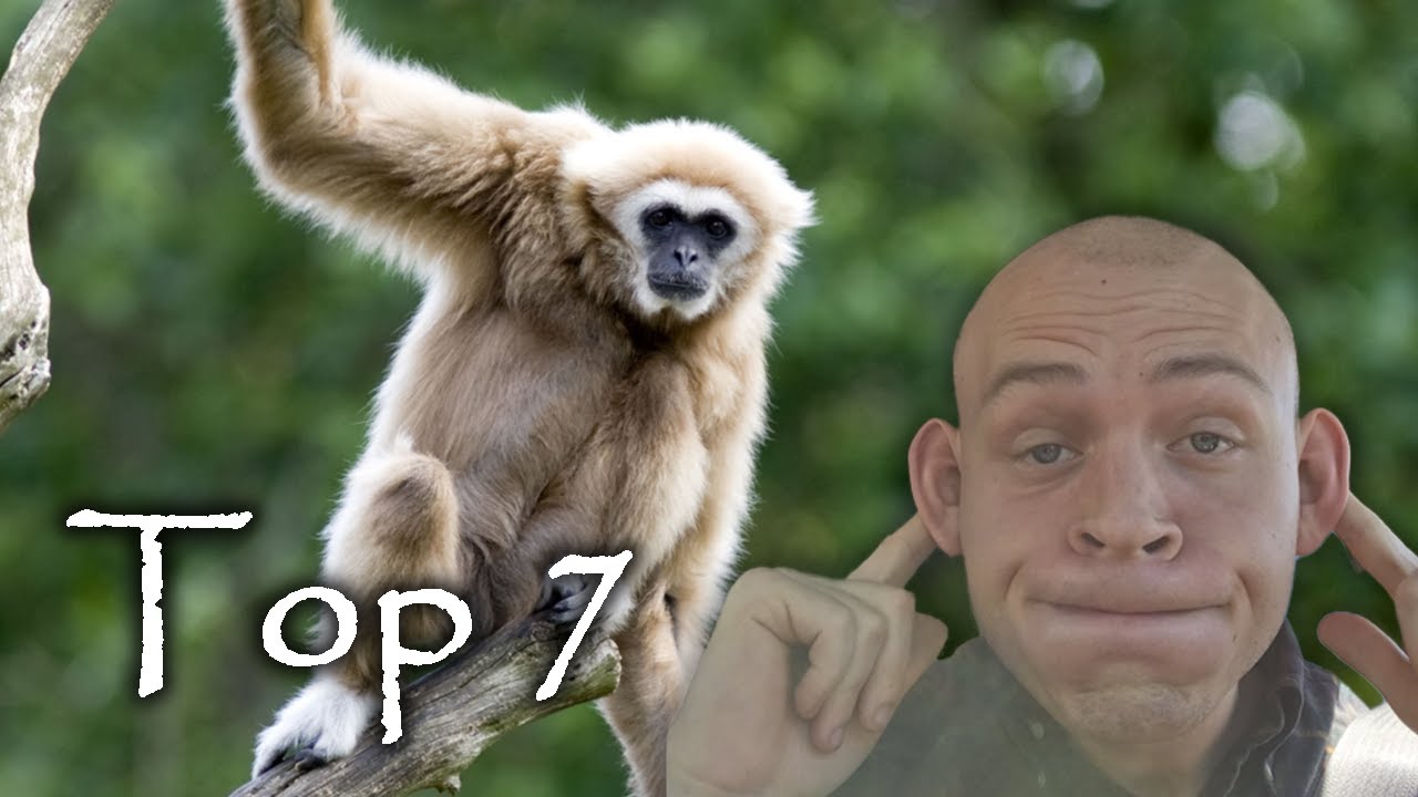 The World’s 7 Most Fuckable Lesser Apes - PAL: Lists