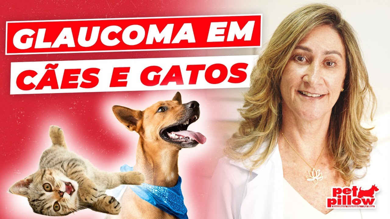 Glaucoma em cães e gatos: tem cura? | Saiba como tratar | Dra. Michele Sandrault