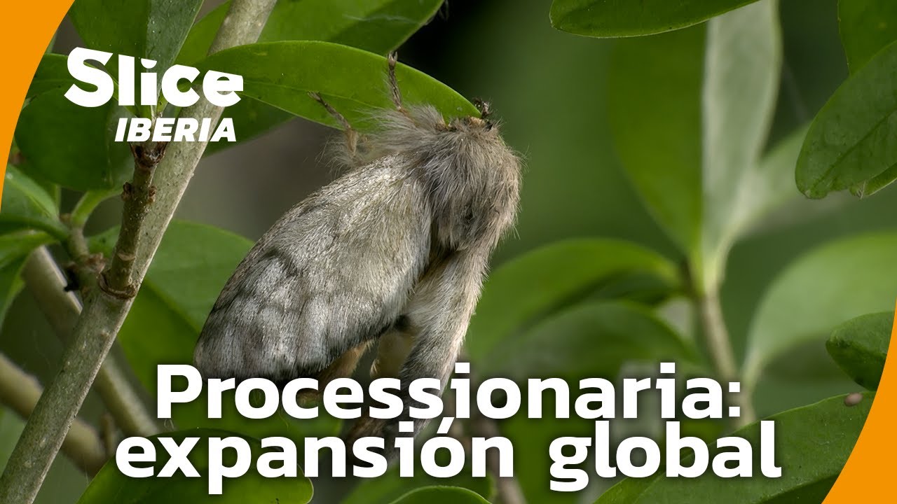 La expansión impresionante de la processionaria del pino | SLICE Iberia | DOCUMENTAL COMPLETO