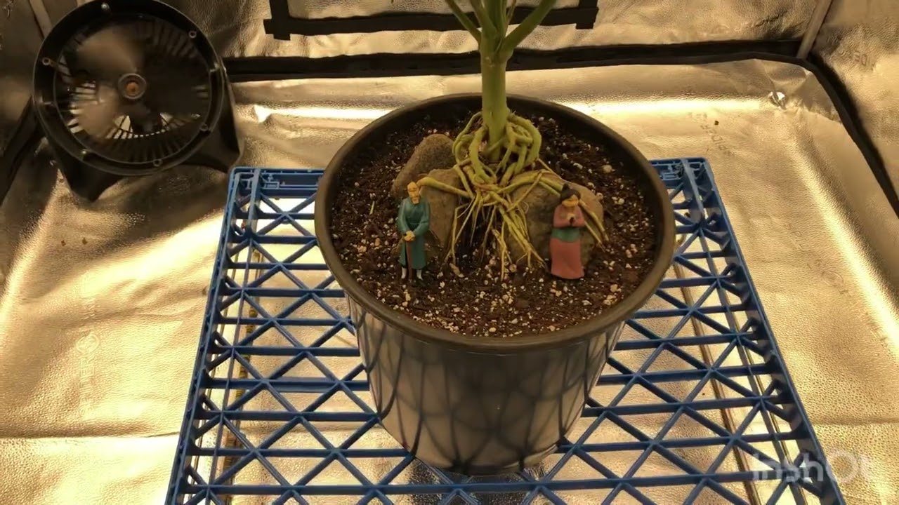 One pound one plant(Spider Farmer SE5000 4x4 Grow)